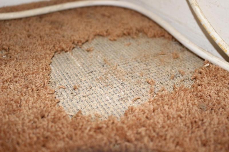 How Can I Prevent Moth Damage to My Stored Rugs